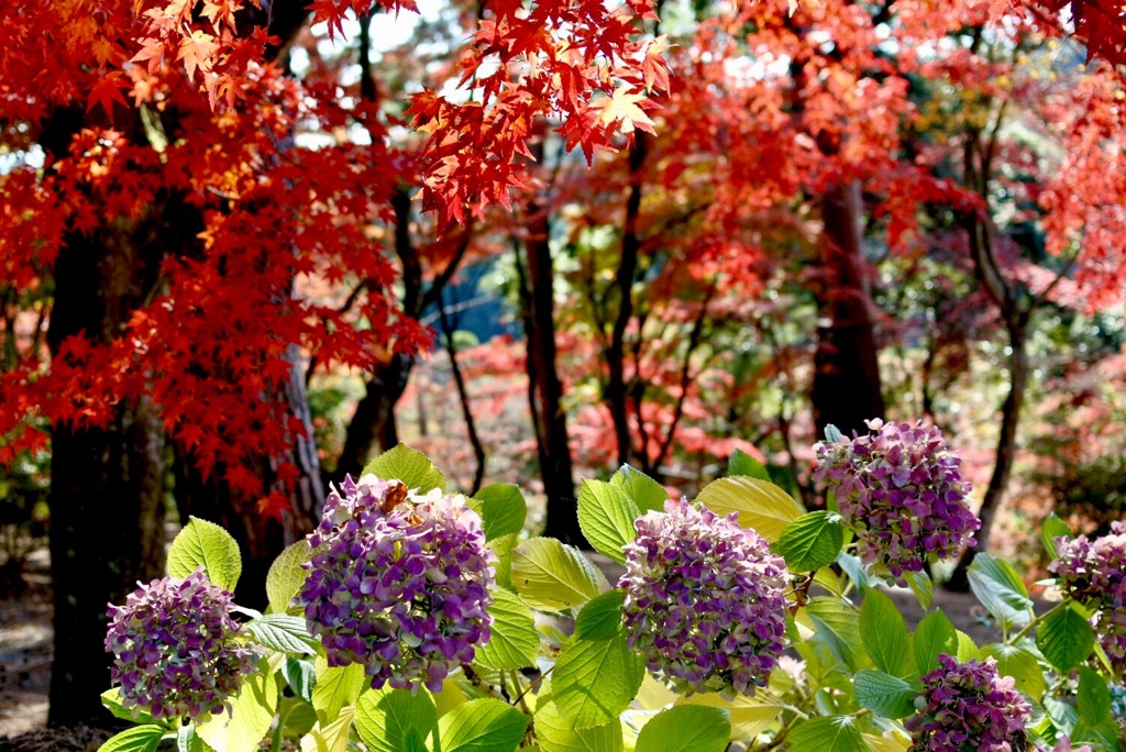 紅葉と紫陽花