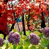 紅葉と紫陽花
