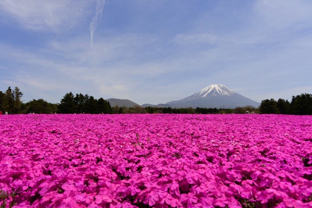 富士芝桜3