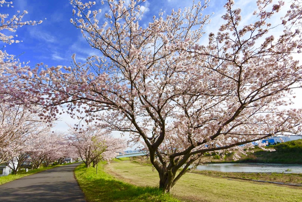桜並木2