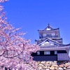 浜松城とさくら2