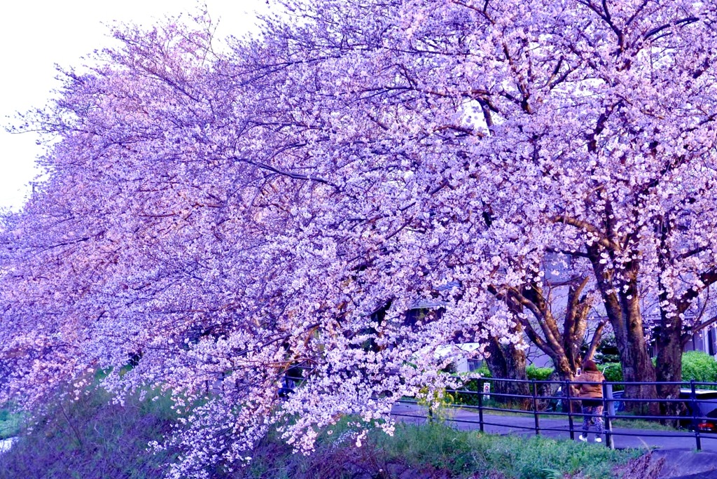 夕日と桜2