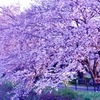 夕日と桜2