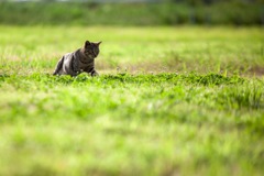 ニャンコがあらわれた。