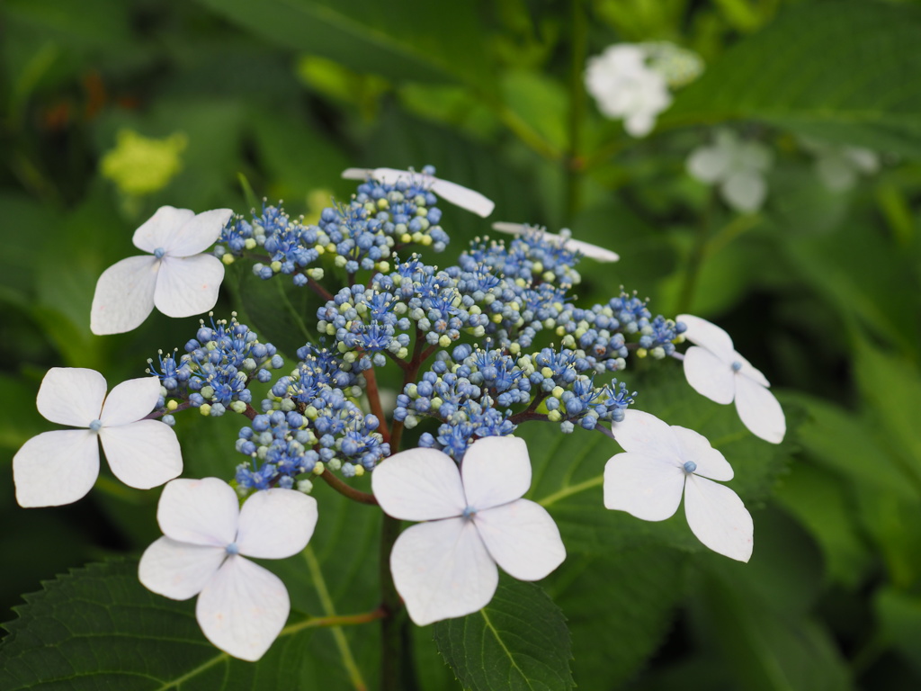 花の中にまた小さな花