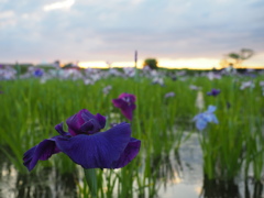 西日差す菖蒲園