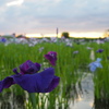 西日差す菖蒲園