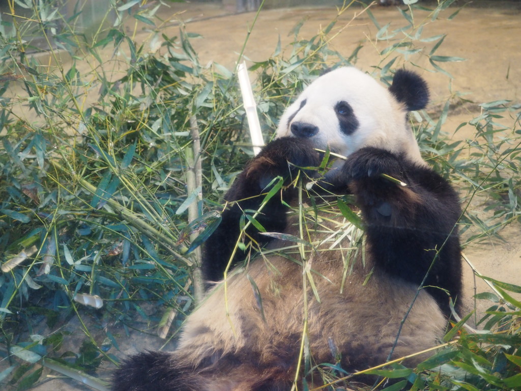ただいまお食事中