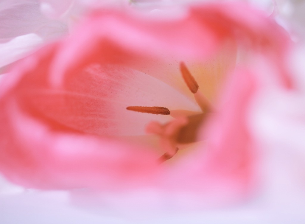 秘密の花園