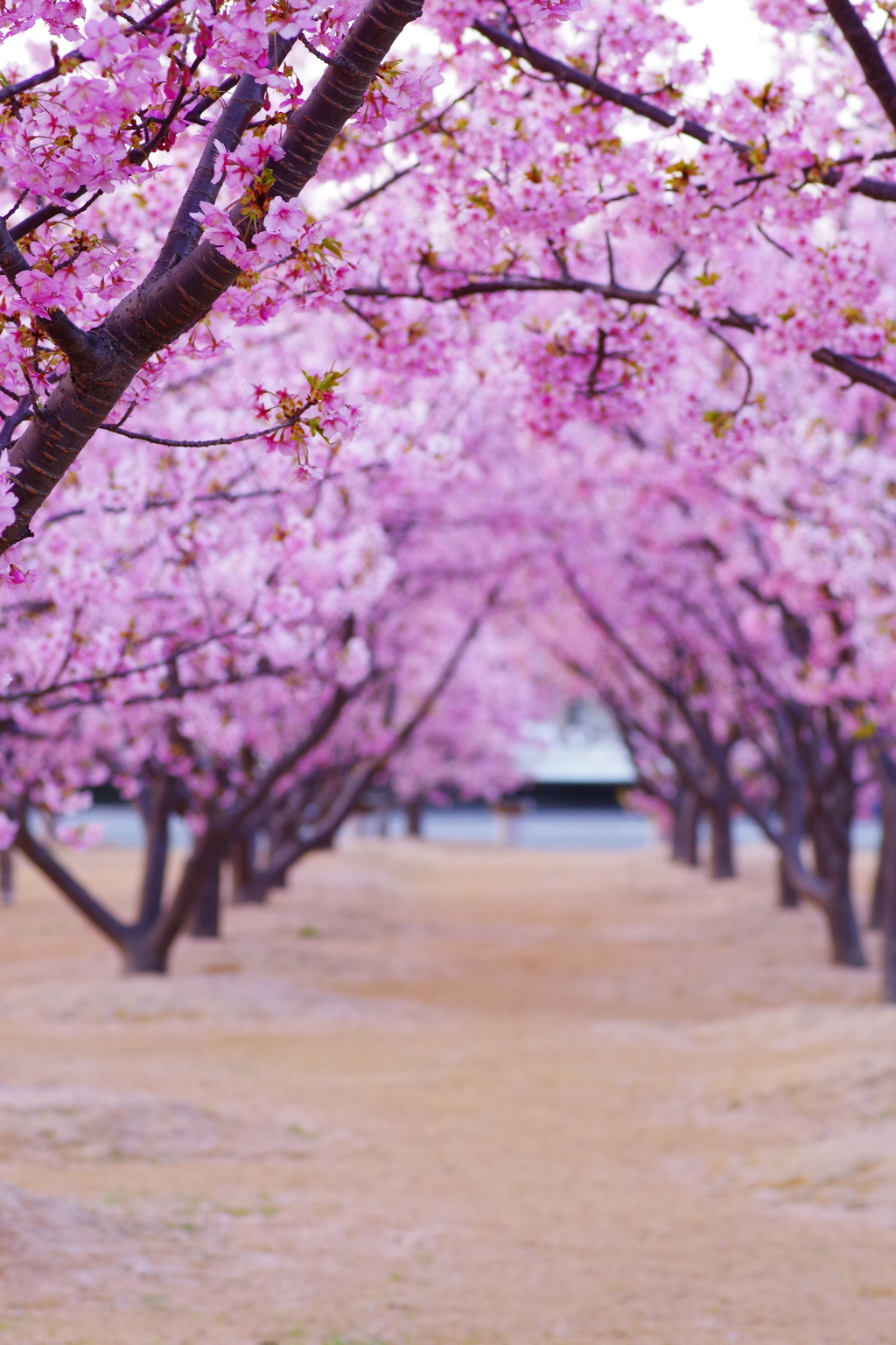 桜のトンネル