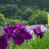 IMGP0614