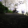 桜ロード