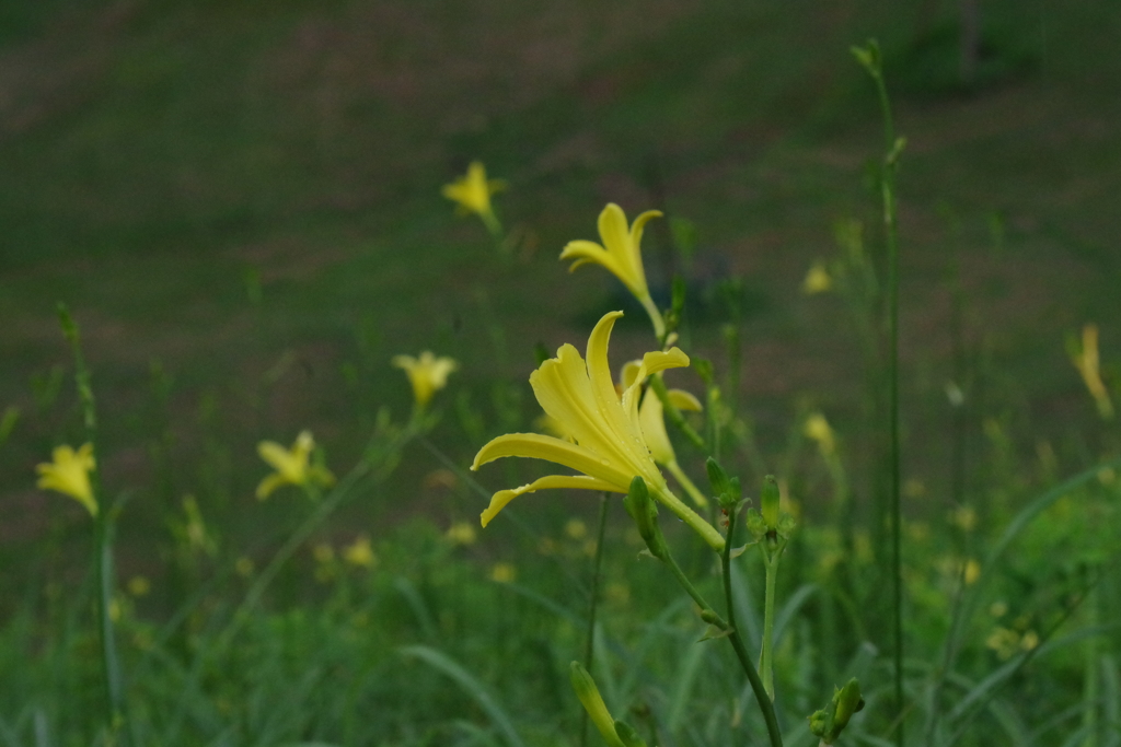 黄色い花達