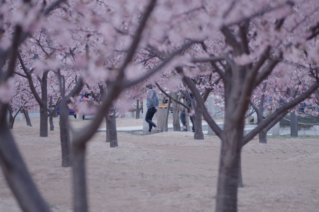 桜さんぽ