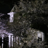 洋館の桜