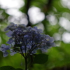 雨待花