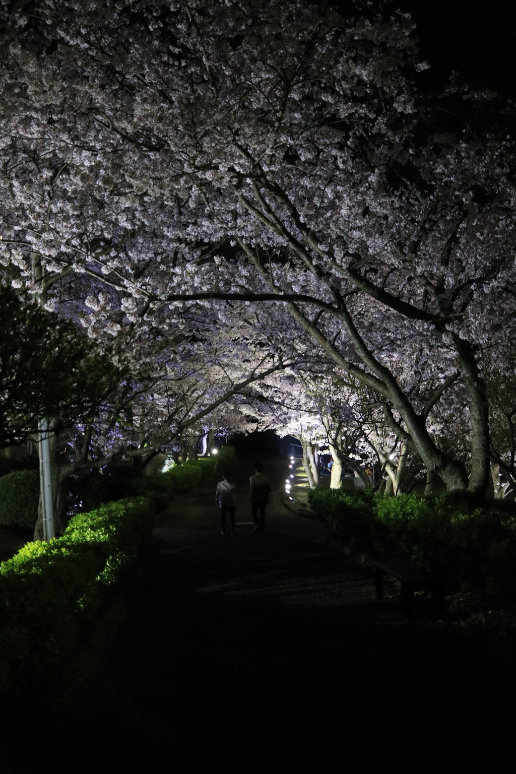 桜トンネル