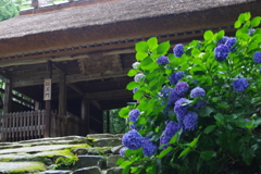 阿弥陀寺（紫陽花寺）②