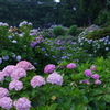 IMGP0921