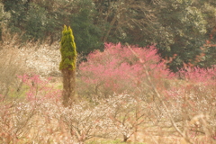 梅花の海