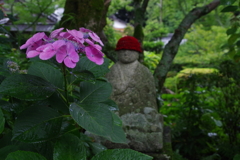 阿弥陀寺（紫陽花寺）③