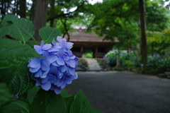 阿弥陀寺（紫陽花寺）①