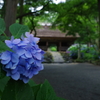 阿弥陀寺（紫陽花寺）①