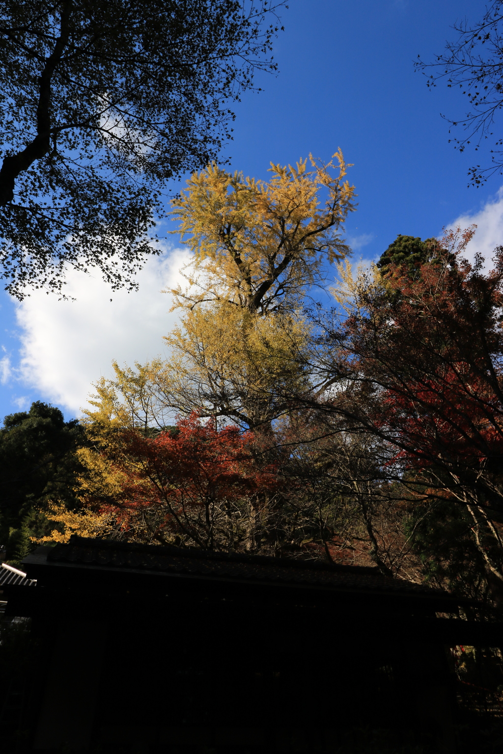 天竜の如く