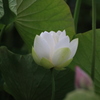 清白