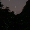地上に降りた星々