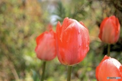 tulips