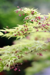 紅葉の花