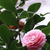 IMG_1004_j