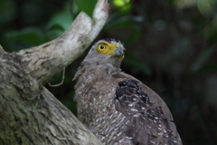リュウキュウカンムリワシ