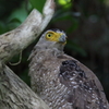 リュウキュウカンムリワシ