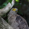 リュウキュウカンムリワシ