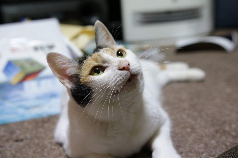 シグマ 18-35mmF1.8テスト撮影