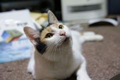 シグマ 18-35mmF1.8テスト撮影