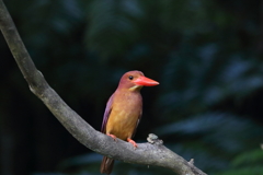 リュウキュウアカショウビン