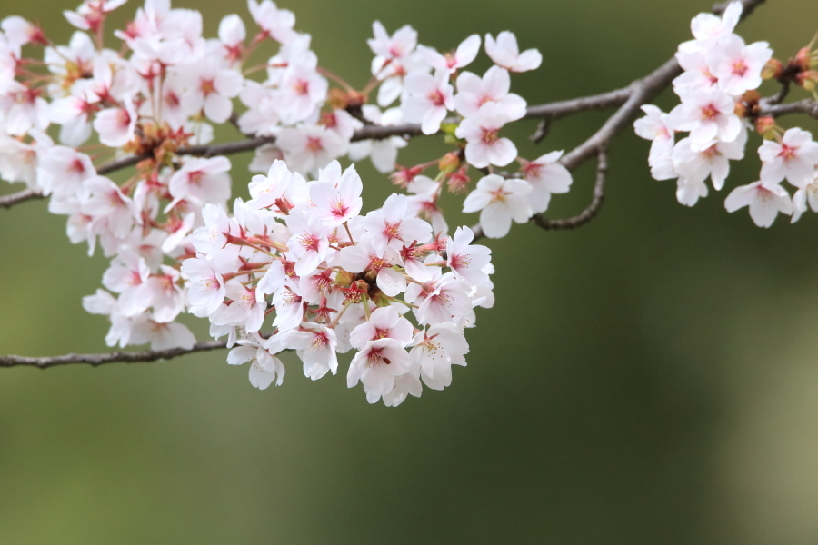 桜