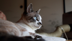 猫