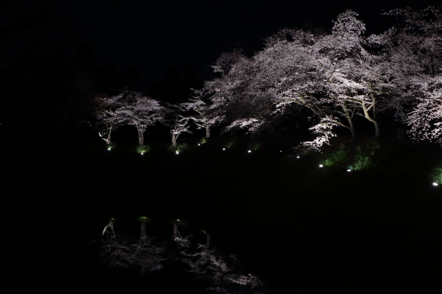 夜桜