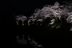 夜桜