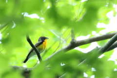 キビタキ