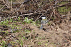 シジュウカラ
