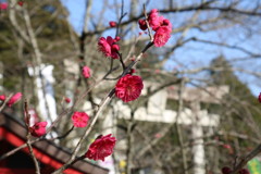 2017/01/28 宮地嶽神社