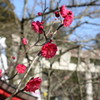 2017/01/28 宮地嶽神社