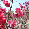 2017/03/12 岡本梅林公園