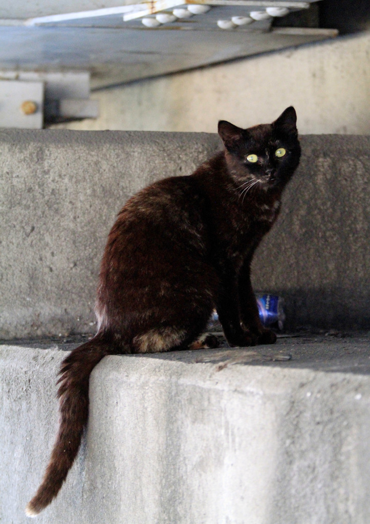 黒猫