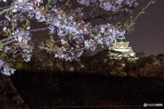 夜桜 × 大阪城